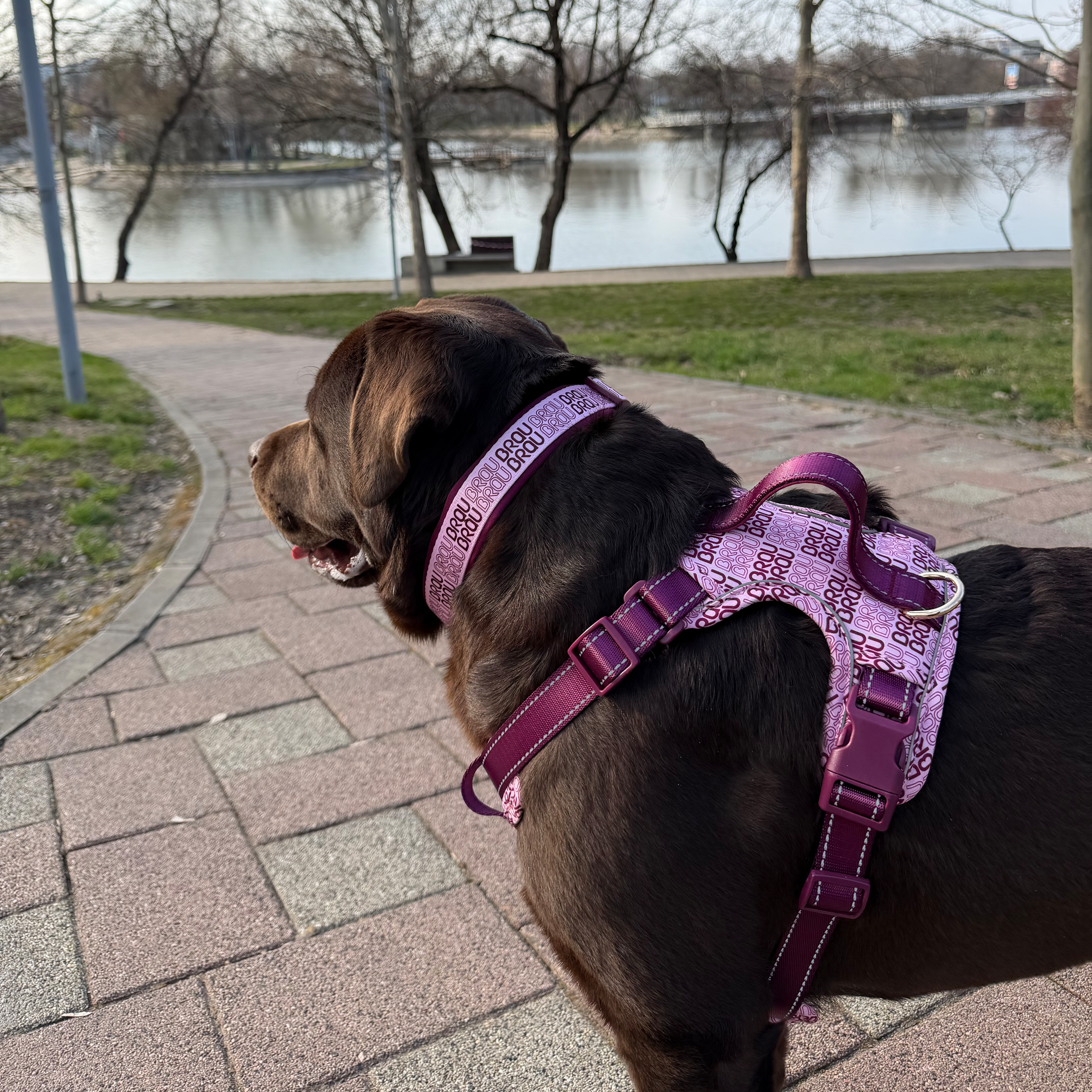 Signature Walk Set Roz (3 Bucăți) - Lesă, Zgardă, Ham Reglabile pentru câini