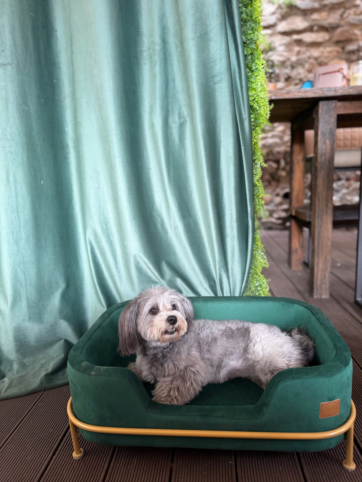 Câine mic cu blană gri, tunsă și îngrijită, relaxat într-o canapea verde BrauBrau.
