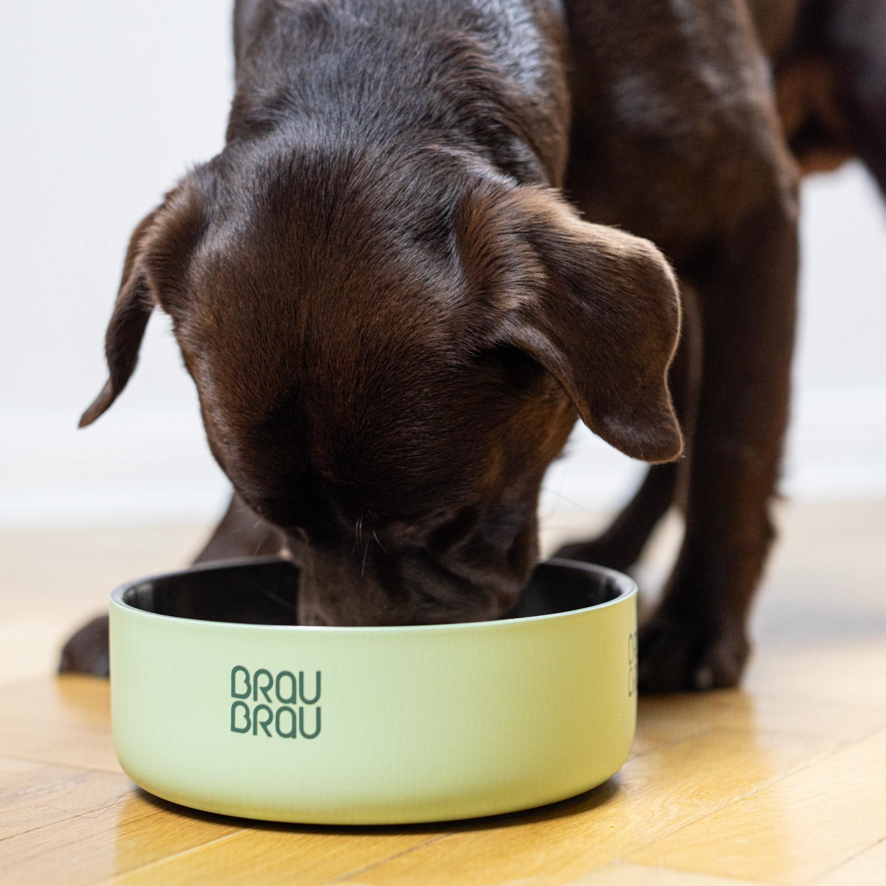 Boluri pentru Animale de Companie (Câini & Pisici)