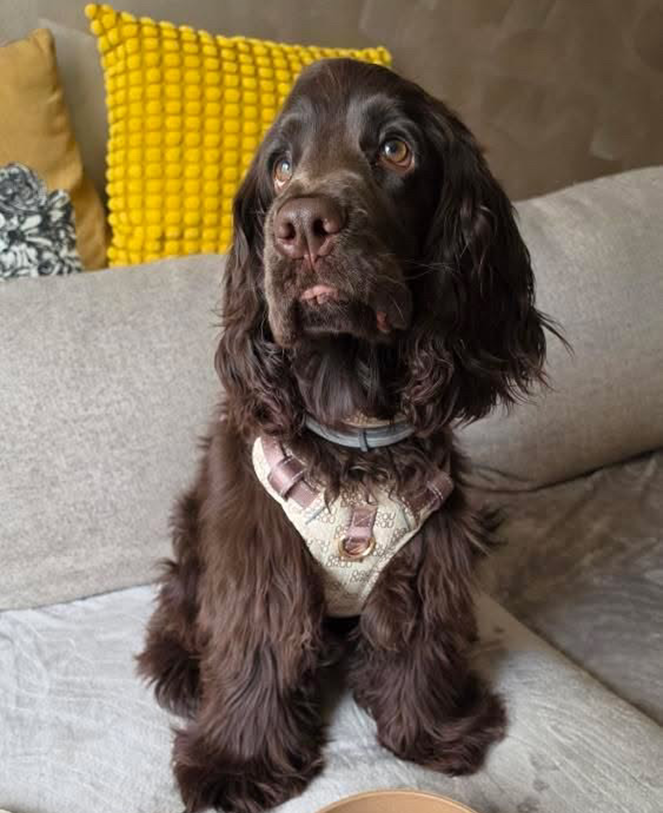 Signature Walk Set Maro (3 Bucăți) - Lesă, Zgardă, Ham Reglabile pentru câini