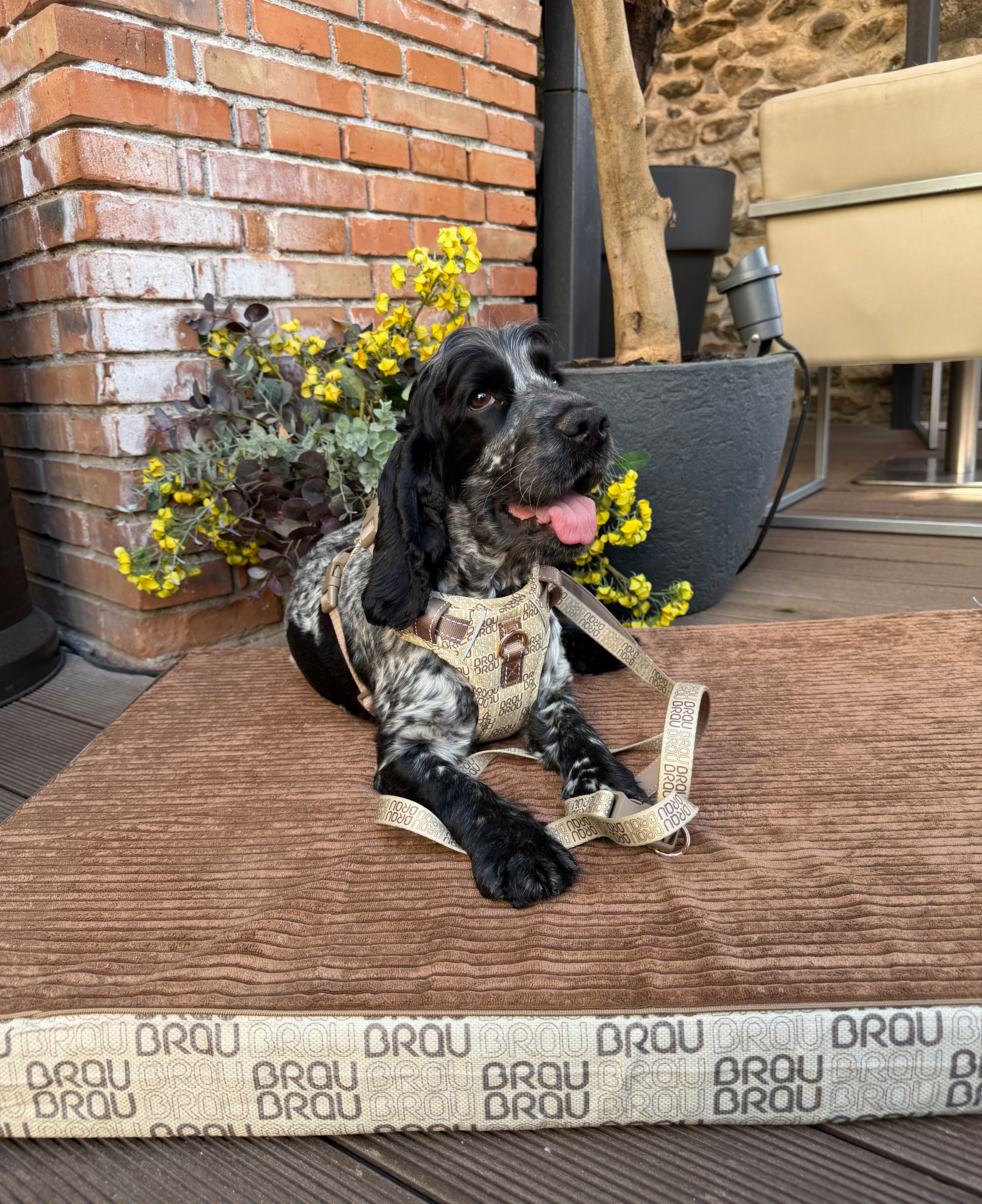 Signature Walk Set Maro (3 Bucăți) - Lesă, Zgardă, Ham Reglabile pentru câini