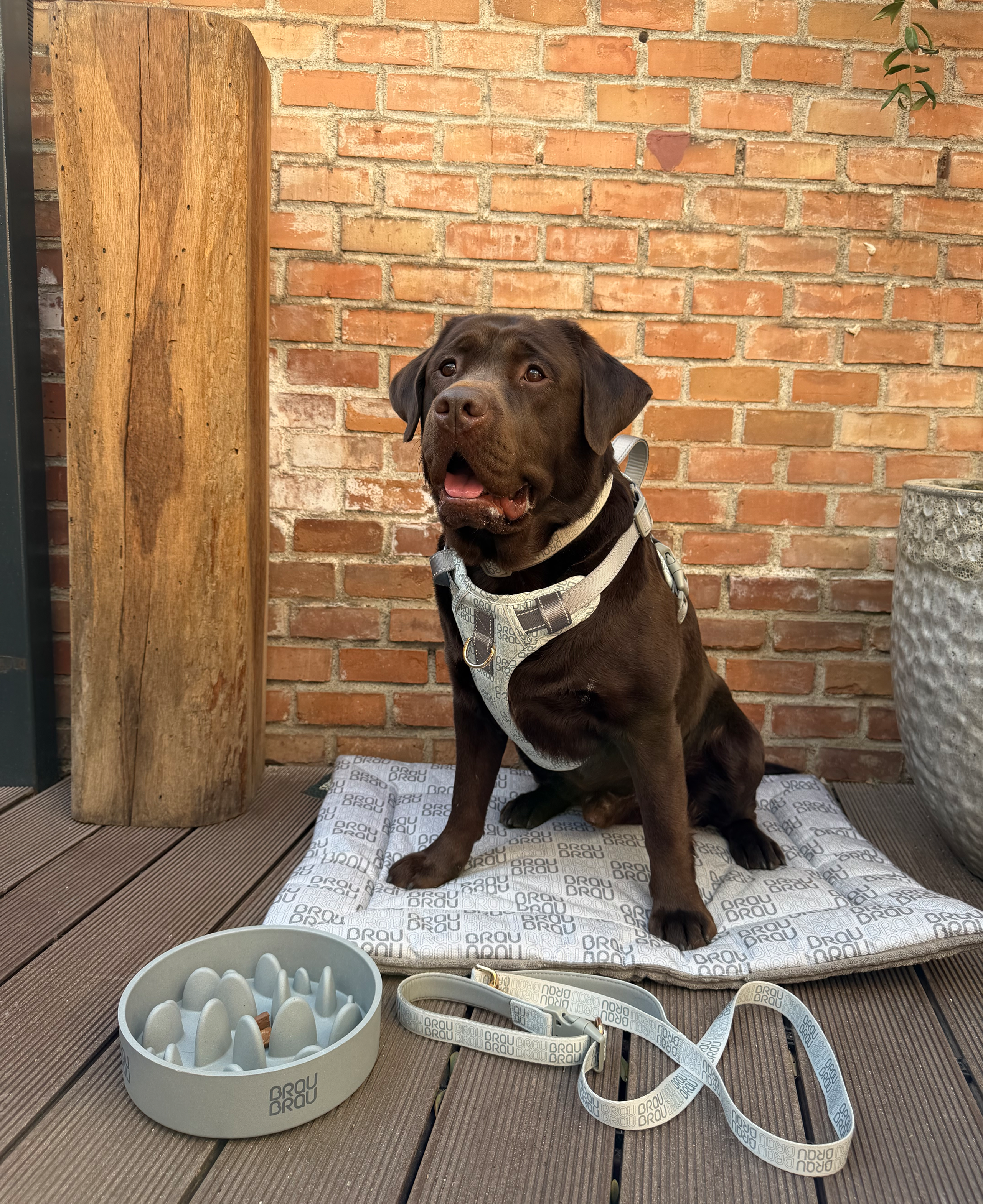 Signature Walk Set Maro (3 Bucăți) - Lesă, Zgardă, Ham Reglabile pentru câini