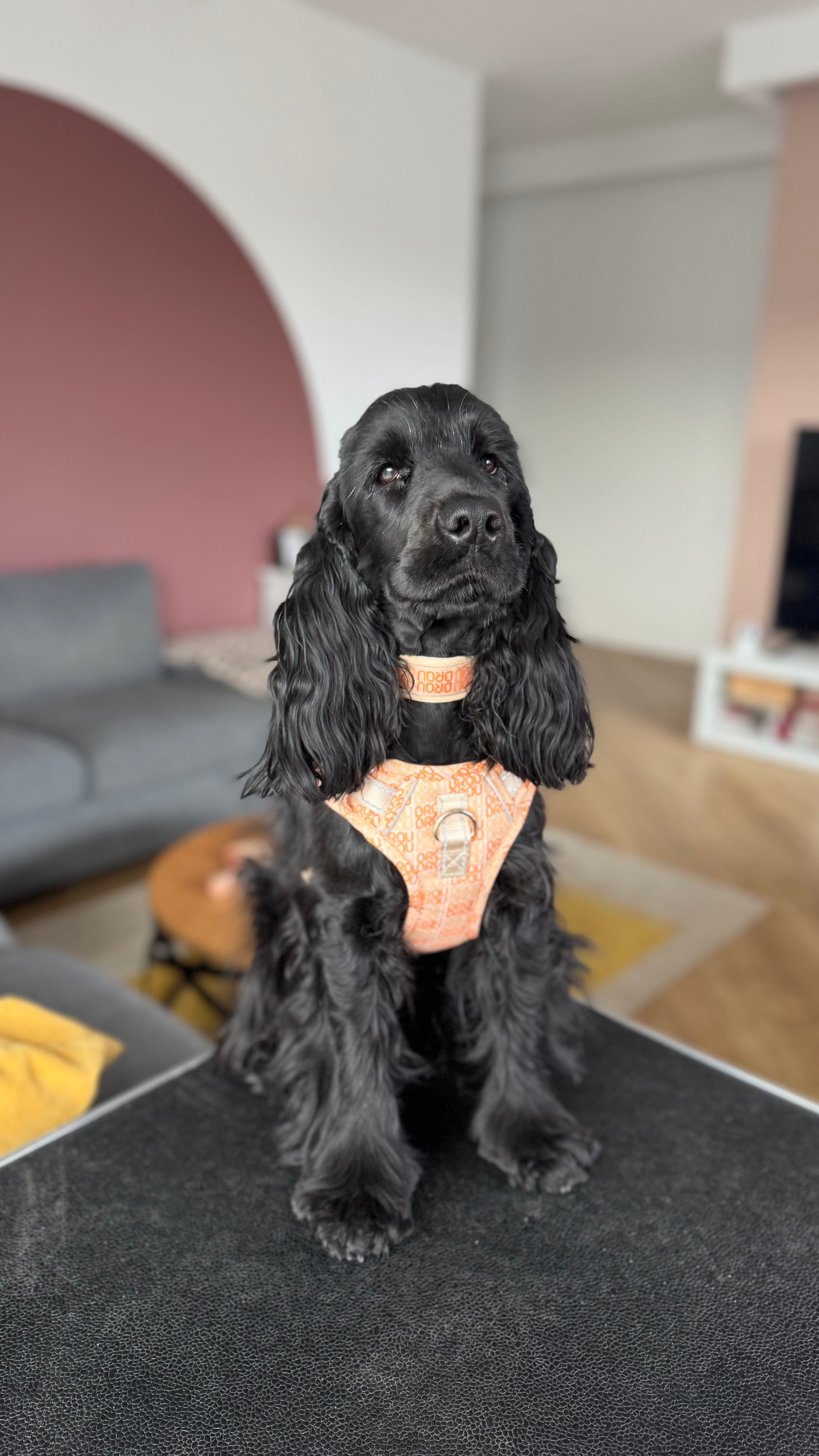 Signature Walk Set Orange (3 Bucăți) - Lesă, Zgardă, Ham Reglabile pentru câini