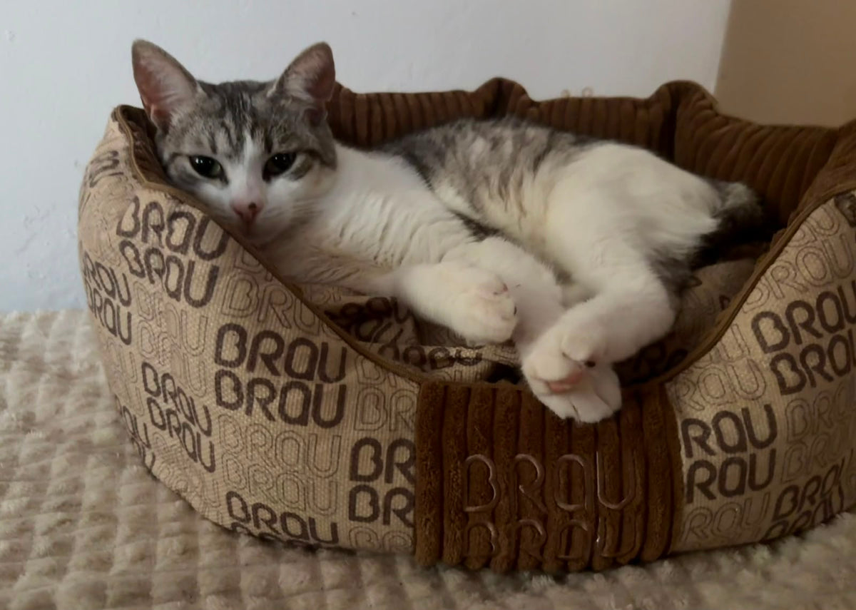 Pătuț BRAUBRAU Signature Round Mocha Mousse - Pentru Câini și Pisici