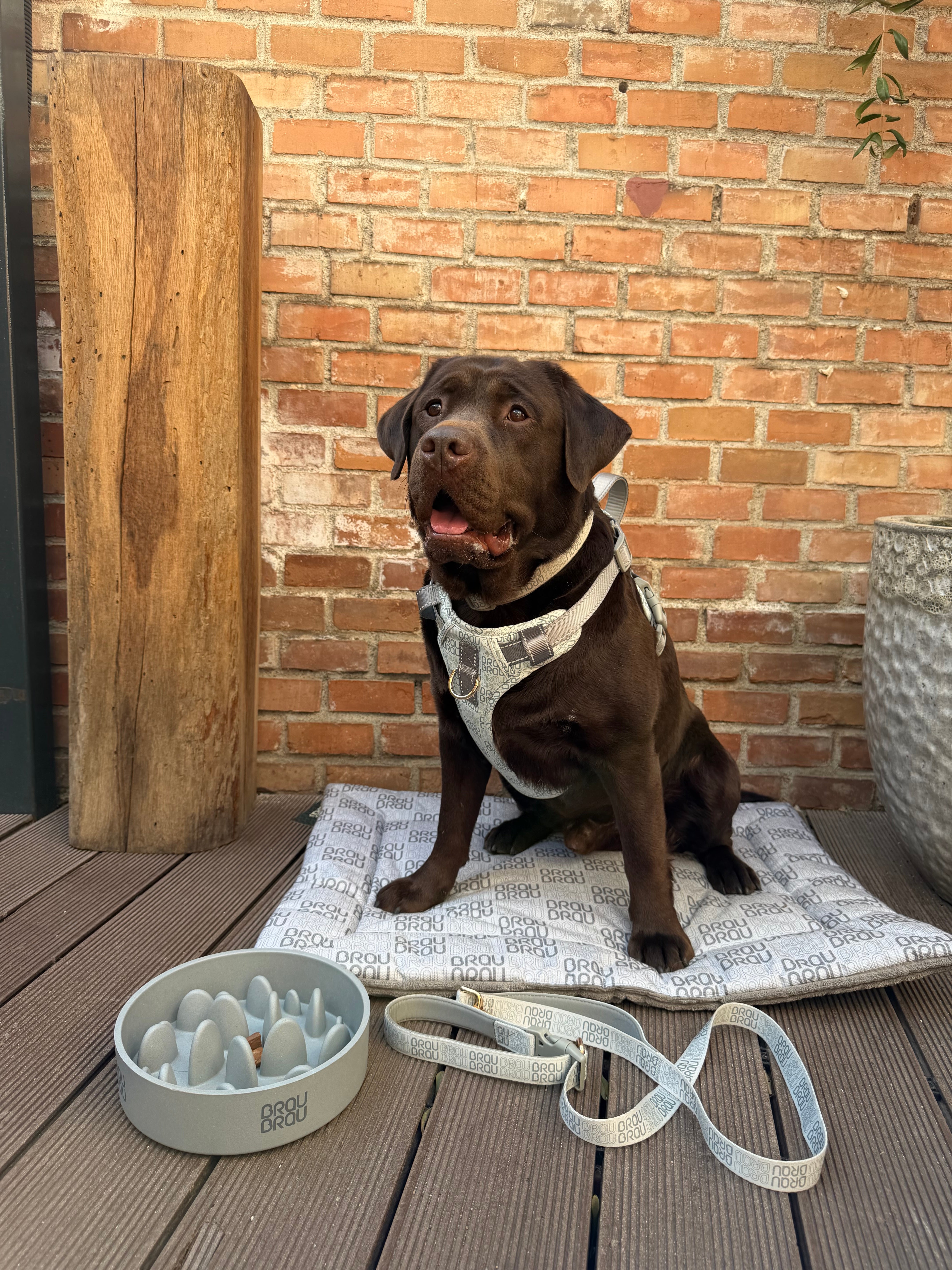 Signature Walk Set Gri (3 Bucăți) - Lesă, Zgardă, Ham Reglabile pentru câini