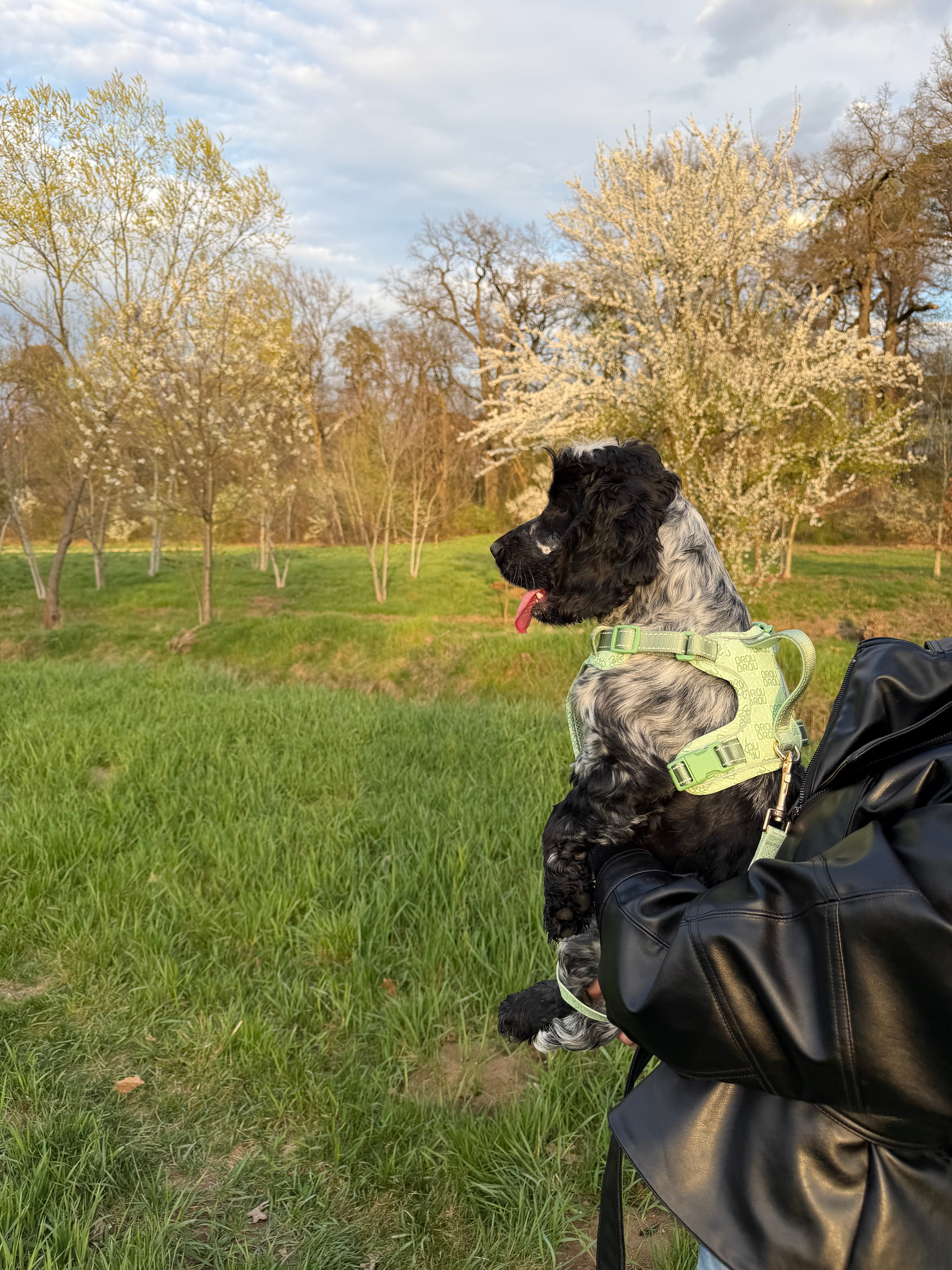 Signature Walk Set Verde (3 Bucăți) - Lesă, Zgardă, Ham Reglabile pentru câini